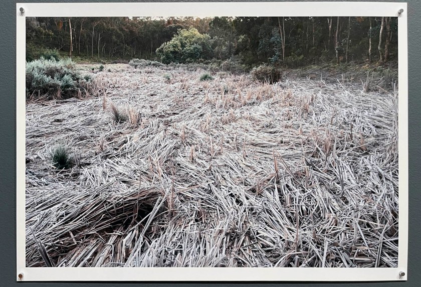 Julie Millowick (Australian, b. 1948) 'Crocodile Reservoir, ice-covered reeds, Fryerstown' 2007
