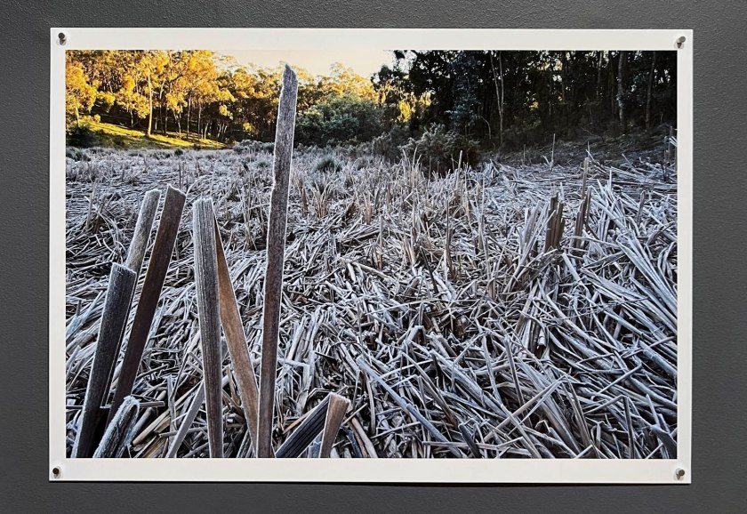 Julie Millowick (Australian, b. 1948) 'Crocodile Reservoir, ice-covered reeds, Fryerstown' 2007