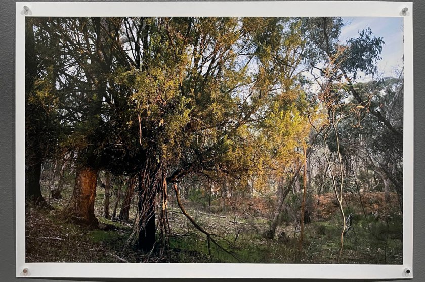 Julie Millowick (Australian, b. 1948) 'Exocarpos cupressiformis (cherry ballarat), Castlemaine Diggings National Heritage Park, Fryerstown' 2021
