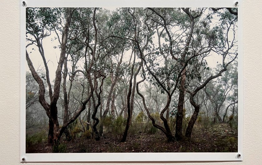 Julie Millowick (Australian, b. 1948) 'Post-goldrush uniform regrowth trees in mist, horse paddock, Fryerstown' 2014