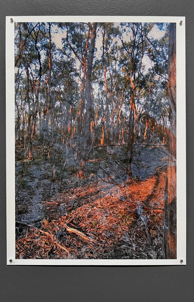 Julie Millowick (Australian, b. 1948) 'Exploring the multi-layered complexity of the forest using the technique of double exposure, Fryerstown' 2008