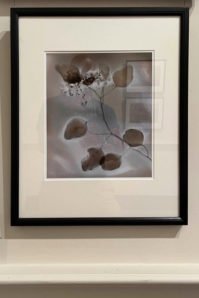 Julie Millowick (Australian, b. 1948) 'Tree foliage, patio, Fryerstown' 2022 (installation view)