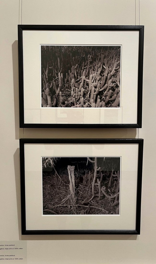 Julie Millowick (Australian, b. 1948) 'Introduced invasive cactus, horse paddock, Fryerstown' 2001 (installation view)