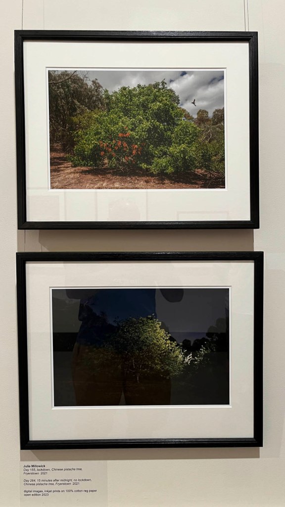 Julie Millowick (Australian, b. 1948) 'Day 155 and Day 264, lockdown, Chinese pistachio tree, Fryerstown' 2021 (installation view)