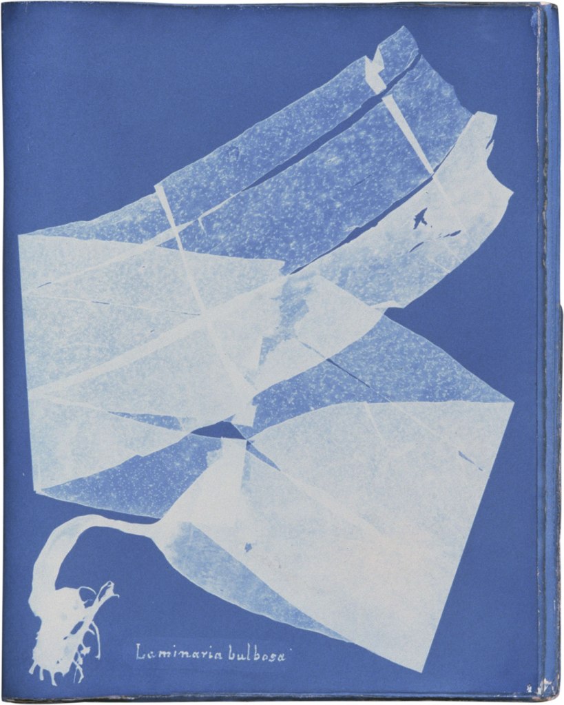 Anna Atkins, 'Photographs of British Algae: Cyanotype Impressions', 1843