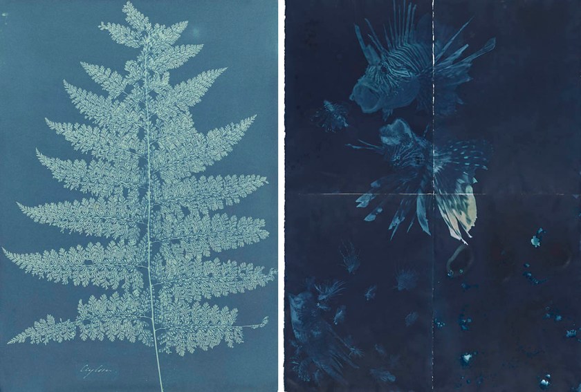 At left, Anna Atkins (British, 1799-1871) possibly with Anne Dixon (British, 1799-1877) 'Ceylon/Fern' about 1854; and at right, Andrea Chung (American, b. 1978) 'Untitled' 2016