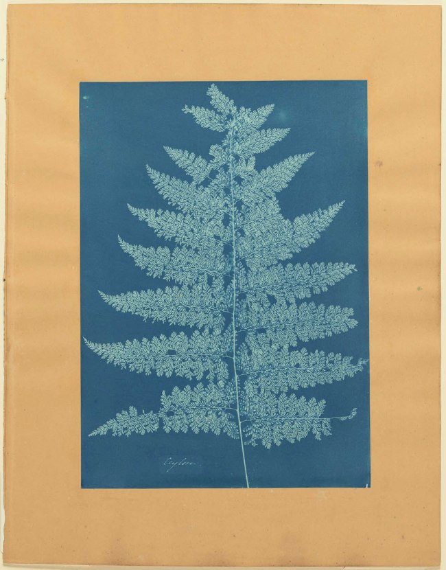 Anna Atkins (British, 1799-1871) possibly with Anne Dixon (British, 1799-1877) 'Ceylon/Fern' about 1854