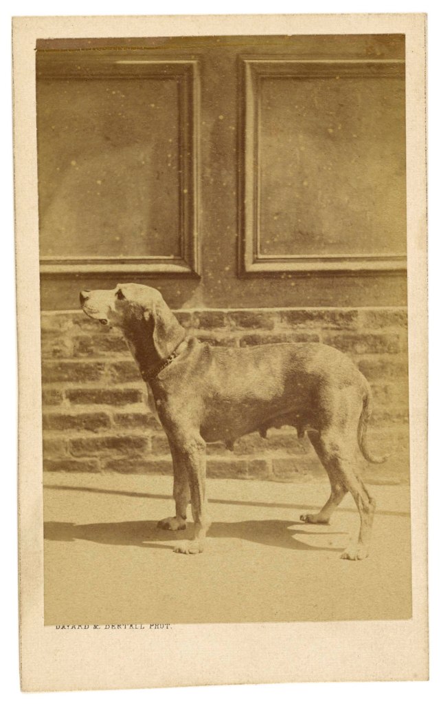 Hippolyte Bayard (French, 1801-1887) '[Bitch in profile]' about 1865