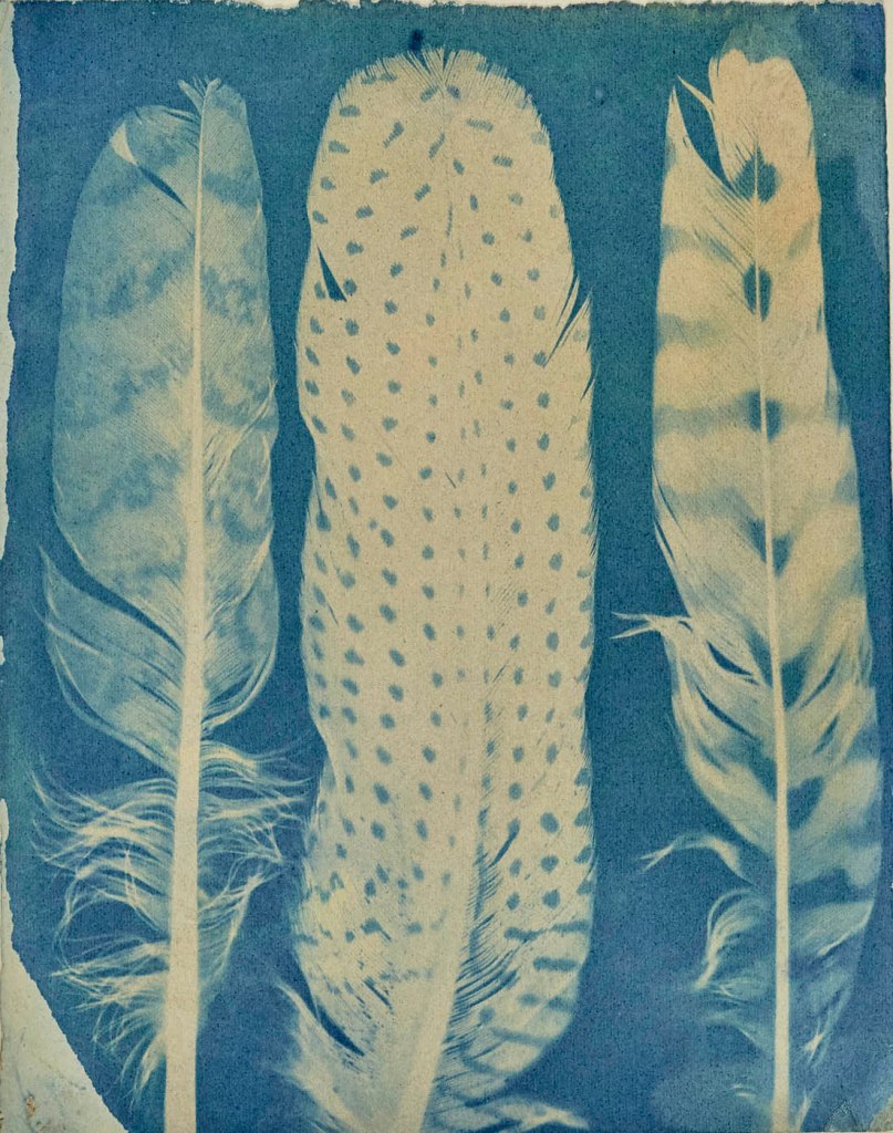 Hippolyte Bayard (French, 1801-1887) '[Three Feathers]' About 1842-1843