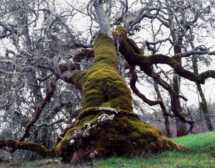 Ken Gonzales-Day (American, b. 1964) 'At daylight the miserable man was carried to an oak…' Negative 2002; print 2021