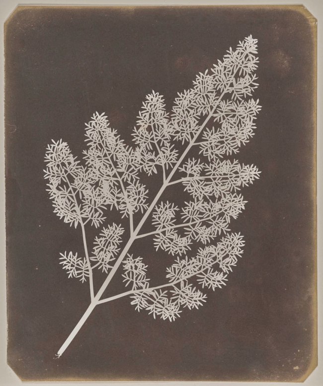 William Henry Fox Talbot (English, 1800-1877) '[A Stem of Delicate Leaves of an Umbrellifer]' probably 1843-1846