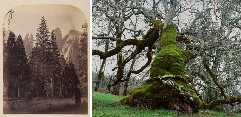 At left, Carleton Watkins (American, 1829-1916) 'Cathedral Spires – Yo Semite' 1861; and at right, Ken Gonzales-Day (American, b. 1964) 'At daylight the miserable man was carried to an oak…' Negative 2002; print 2021