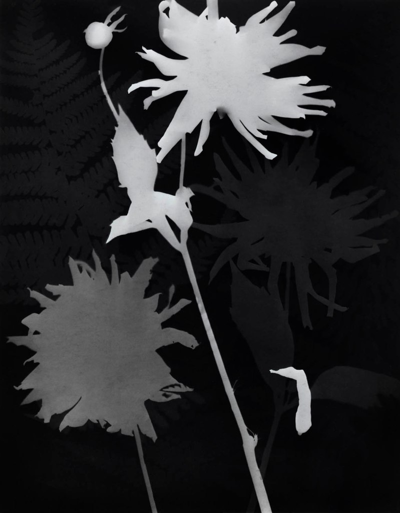 Man Ray (American, 1890-1976) 'Flowers' 1925