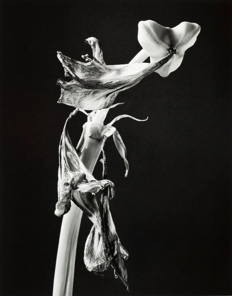 Elfriede Mejchar (Austrian, 1924-2020) 'Amaryllis' 1997