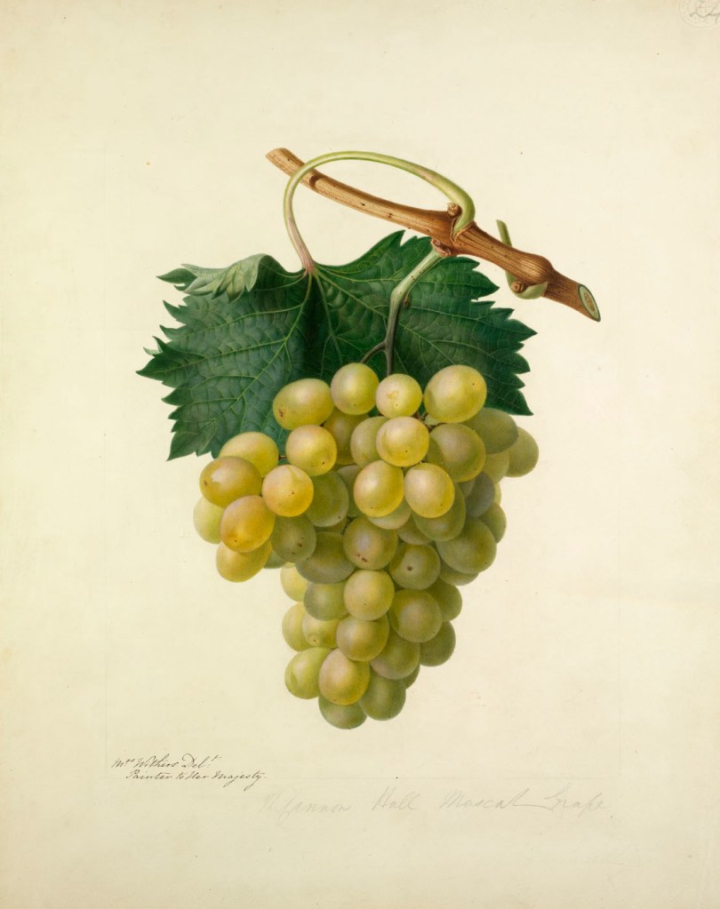 Augusta Innes Withers (English, 1792-1877) 'The Canon Hall Muscat Grape' c. 1825