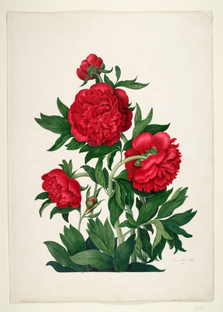 Clara Maria Pope (British, 1767-1831) 'Peony' 1821