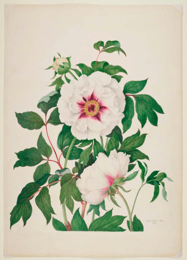 Clara Maria Pope (British, 1767-1831) 'Peony' 1822