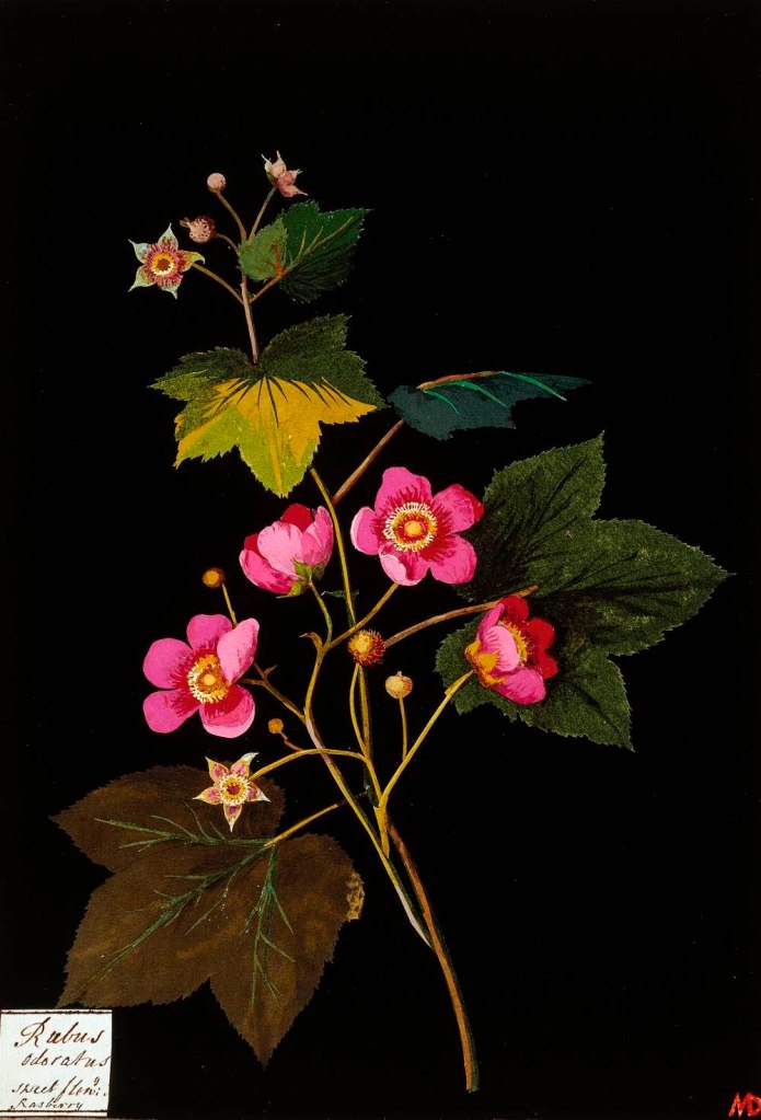Mary Delany (English, 1700-1788) 'Rubus Odoratus' 1772-1782
