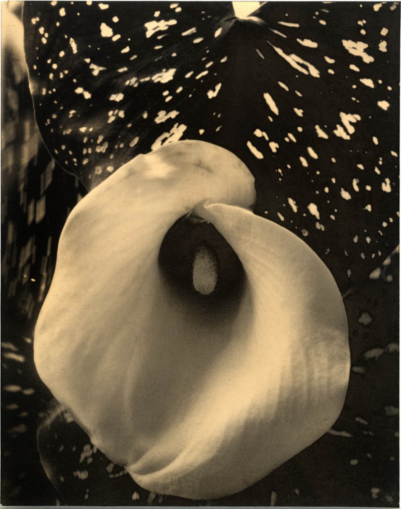 Edward Steichen (American born Luxembourg, 1879-1973) 'Calla Lily' c. 1921