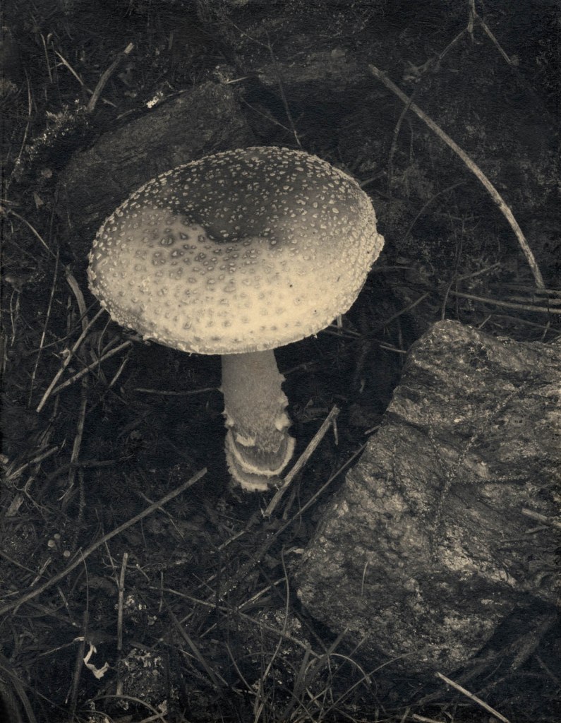 Paul Strand (American, 1890-1976) 'Speckled Toadstool, Georgetown, Maine' 1927