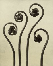  Karl Blossfeldt Photography In The Light Of Art At The Die 