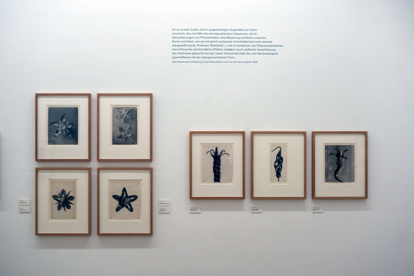 karl-blossfeldt-photography-in-the-light-of-art-at-the-die