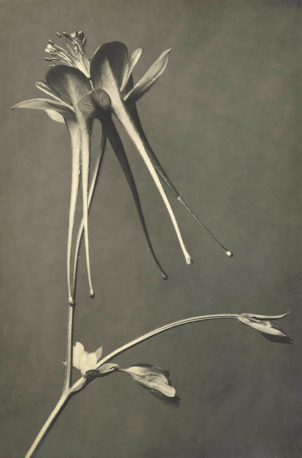 Karl Blossfeldt Photography In The Light Of Art At The Die Karl Blossfeldt Photography In The Light Of Art At The Die