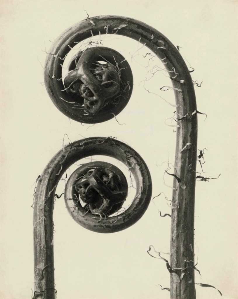 Karl Blossfeldt (German, 1865-1932) 'Haarfarn (Adiantum pedatum), Junge gerollte Wedel, 20-fach' (Hair fern (Adiantum pedatum), young rolled fronds, 20x) Nd 'Karl Blossfeldt – Photography in the Light of Art' at the Die Photographische Sammlung / SK Stiftung Kultur, Cologne
