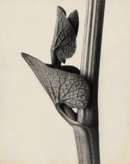 Karl Blossfeldt Techniques 10 Amazing Karl Blossfeldt Photographs 