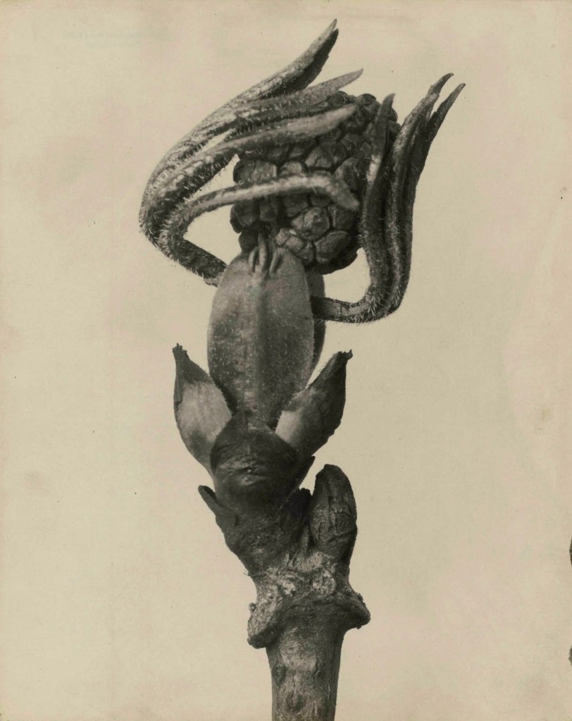 Karl Blossfeldt (German, 1865-1932) 'Traubenholunder' (Elderberry) Nd 'Karl Blossfeldt – Photography in the Light of Art' at the Die Photographische Sammlung / SK Stiftung Kultur, Cologne