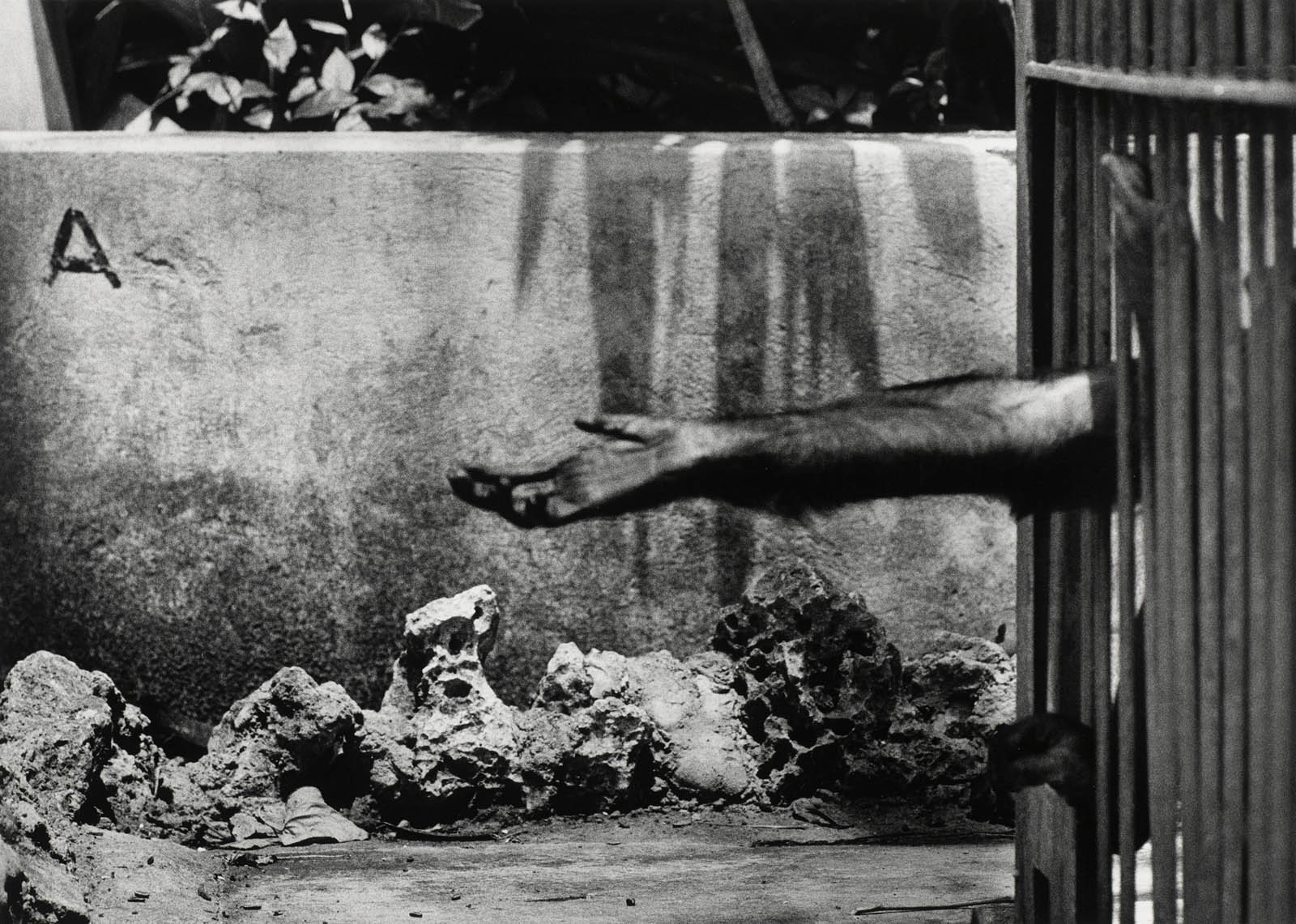 Eduardo Muñoz Ordoqui (Cuban, b. 1964) 'Untitled' 1992 From the series 'Zoo-Logos' Eduardo Muñoz Ordoqui (Cuban, b. 1964) 'Untitled' 1992 From the series 'Zoo-Logos'