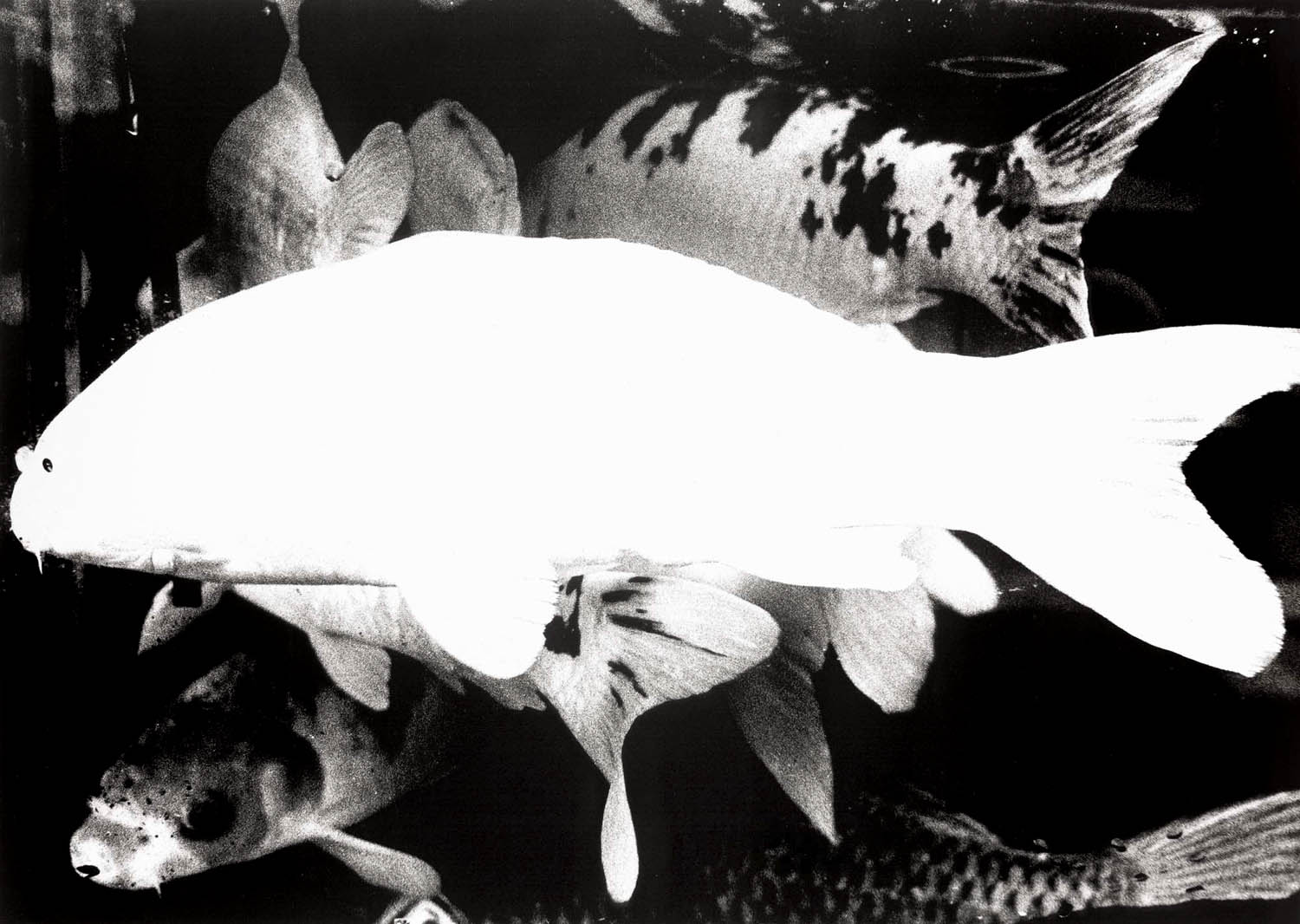 Daido Moriyama (Japanese, b. 1938) 'Camera Mainichi, Hiroshima' 1974 Daido Moriyama (Japanese, b. 1938) 'Camera Mainichi, Hiroshima' 1974