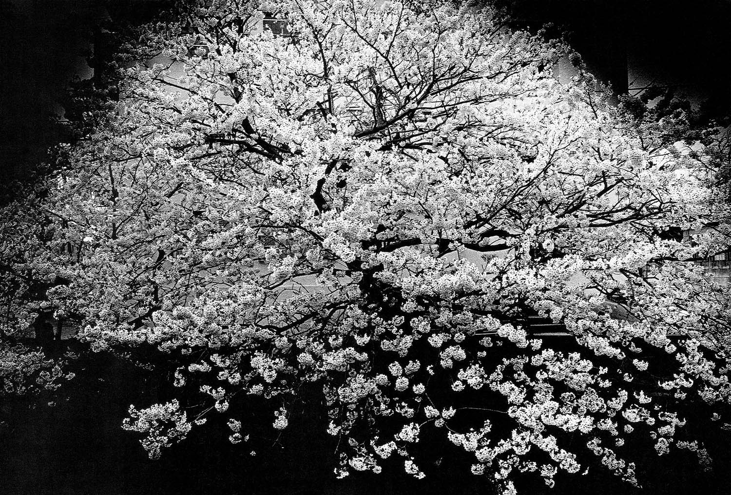 Daido Moriyama (Japanese, b. 1938) 'Cherry Blossom, Zushi, Kanagawa' 1982 Daido Moriyama (Japanese, b. 1938)
'Cherry Blossom, Zushi, Kanagawa' 1982