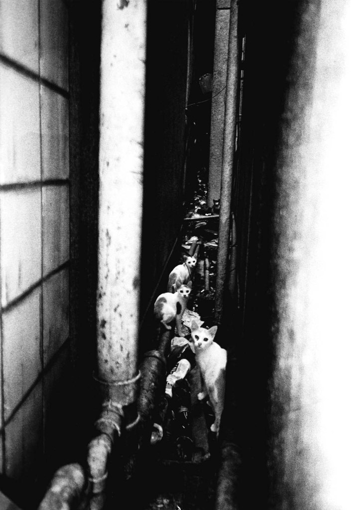 Daido Moriyama (Japanese, b. 1938) 'Shinjuku' 2002 Daido Moriyama (Japanese, b. 1938) 'Shinjuku' 2002