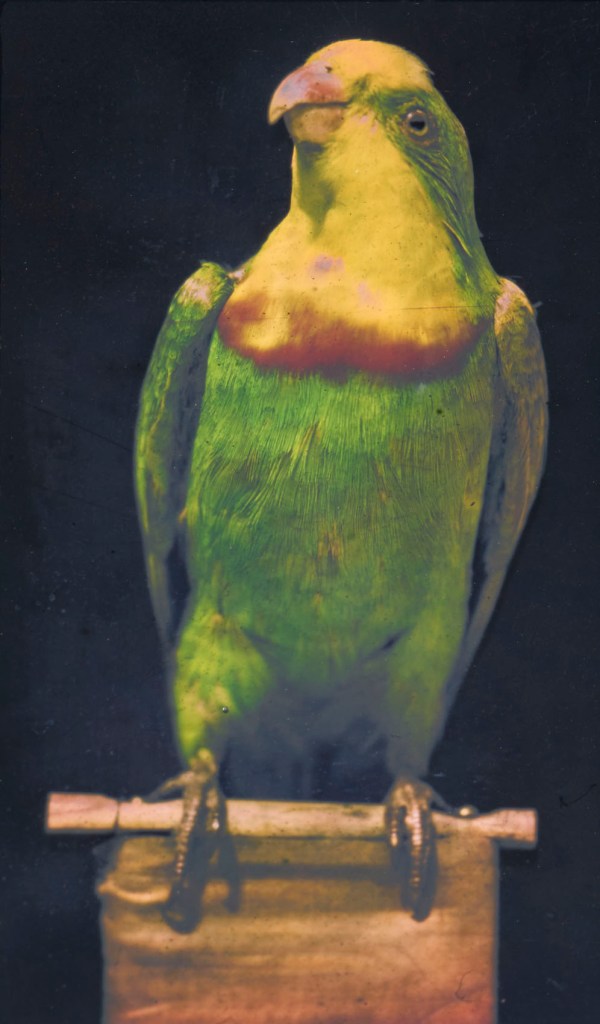 Richard Neuhauss (German, 1855-1915) 'Parrot' 1899 Richard Neuhauss (German, 1855-1915) 'Parrot' 1899