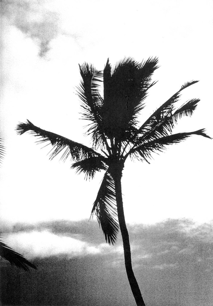 Daido Moriyama (Japanese, b. 1938) 'Hawaii' 2007-2010