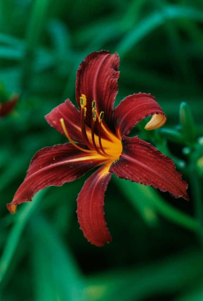 Thomas Struth (German, b. 1954) 'Single Red Lily - No. 51, Düsseldorf (Botanischer Garten)' 1993 Thomas Struth (German, b. 1954) 'Single Red Lily - No. 51, Düsseldorf (Botanischer Garten)' 1993