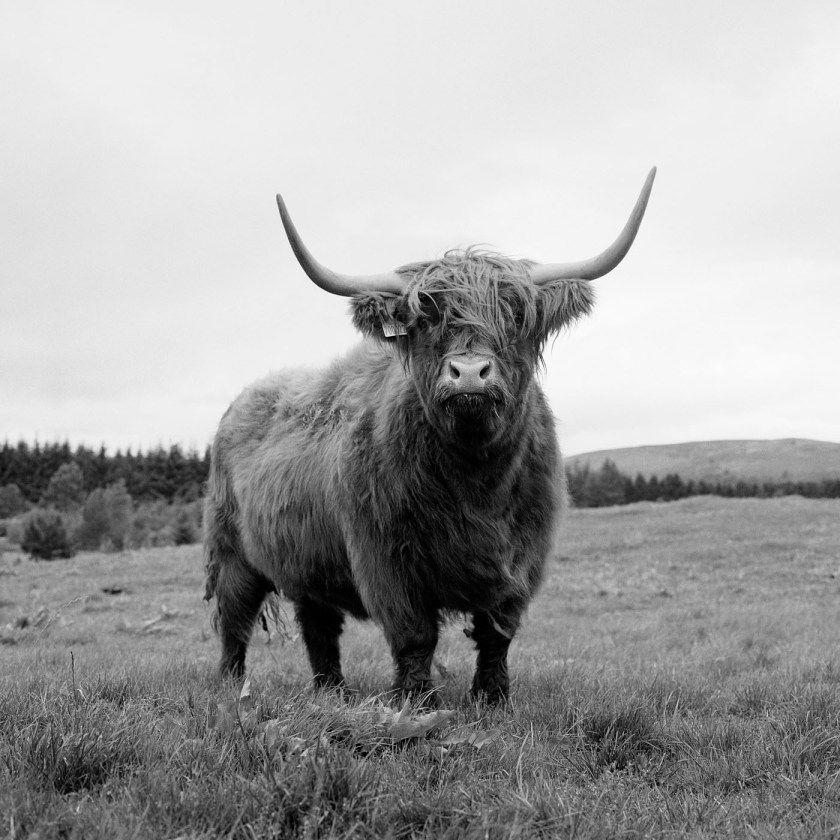 Ursula Böhmer (German, b. 1965) 'Highland Grampians / Scotland [All Ladies – Cows in Europe]' 2011