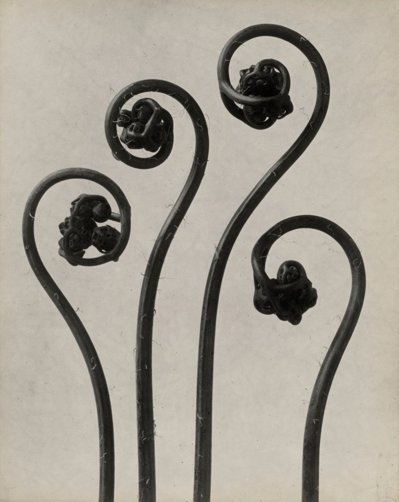 Karl Blossfeldt (German, 1865-1932) 'Adiantum pedatum, haarfarn, junge, noch eingerollte Wedel' [Maidenhair fern, young, still curled fronds] Nd