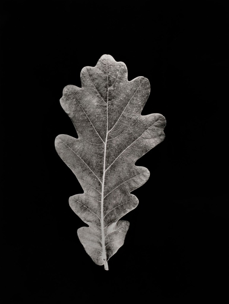 Hilla Becher (German, 1934-2015) 'Eichenblatt [Oak Leaf]' 1965