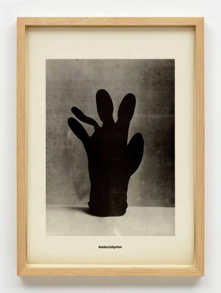 Sigmar Polke (German, 1941-2010) 'Handschuhpalme (Glove palm tree)' 1966 Sigmar Polke (German, 1941-2010) 'Handschuhpalme (Glove palm tree)' 1966