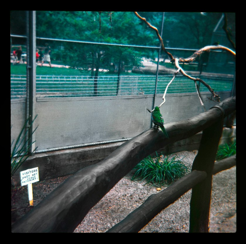 Unknown photographer (Australian) 'Untitled (Visitors must not leave pathway)' 1960s