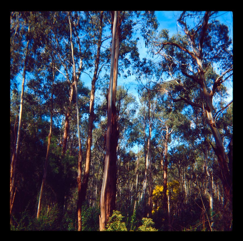 Unknown photographer (Australian) 'Untitled (Australian landscape)' 1960s