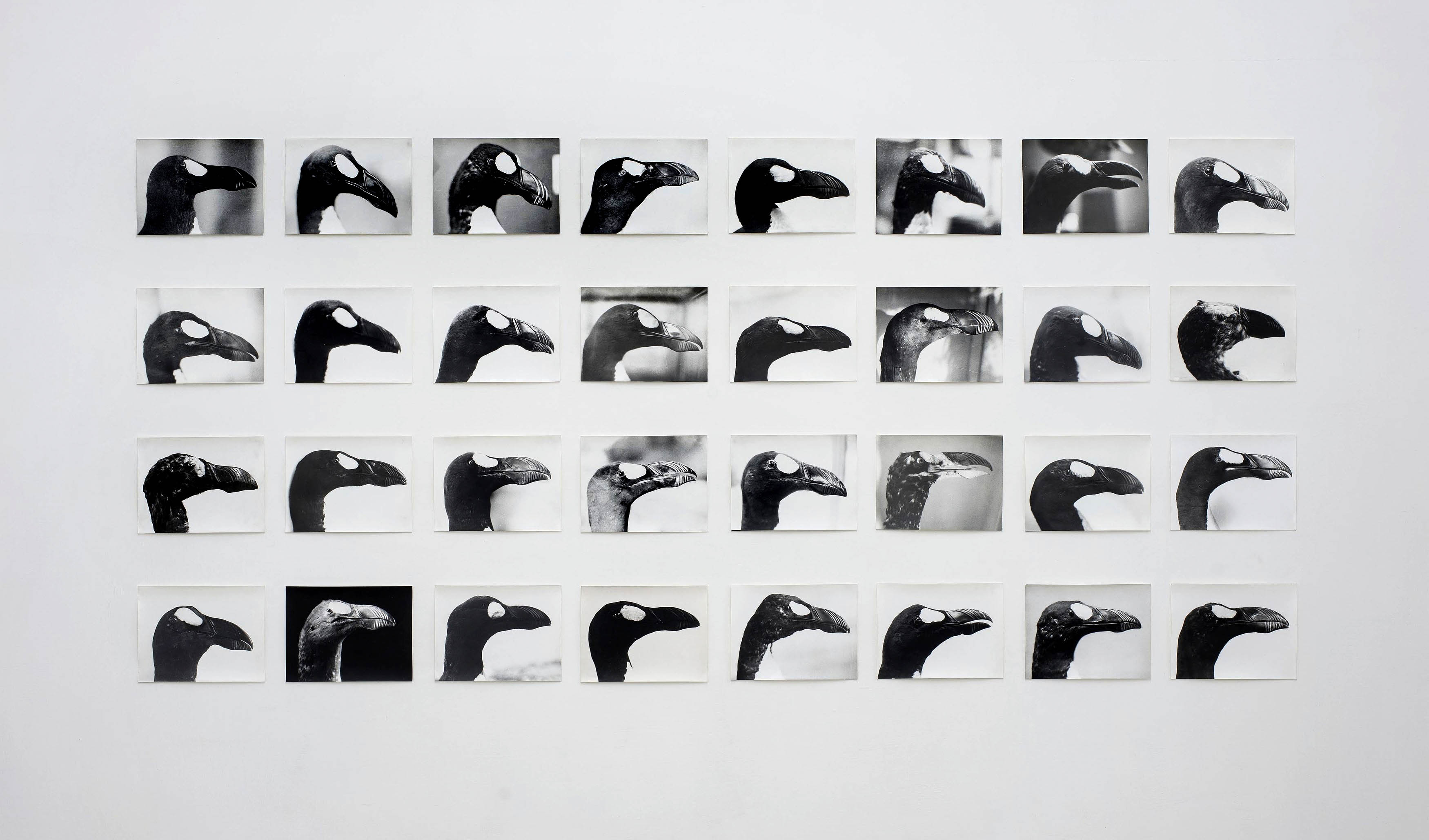 Jochen Lempert (German, b. 1958) 'The Skins of Alca Impennis' 1992-2022 (detail) Jochen Lempert (German, b. 1958) 'The Skins of Alca Impennis' 1992-2022 (detail)