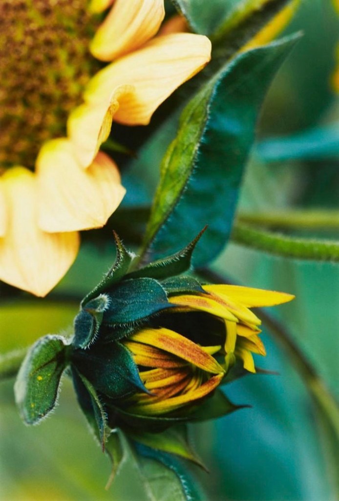 Thomas Struth (German, b. 1954) 'Small Closed Sunflower, No. 18, Winterthur' 1992 Thomas Struth (German, b. 1954) 'Small Closed Sunflower, No. 18, Winterthur' 1992