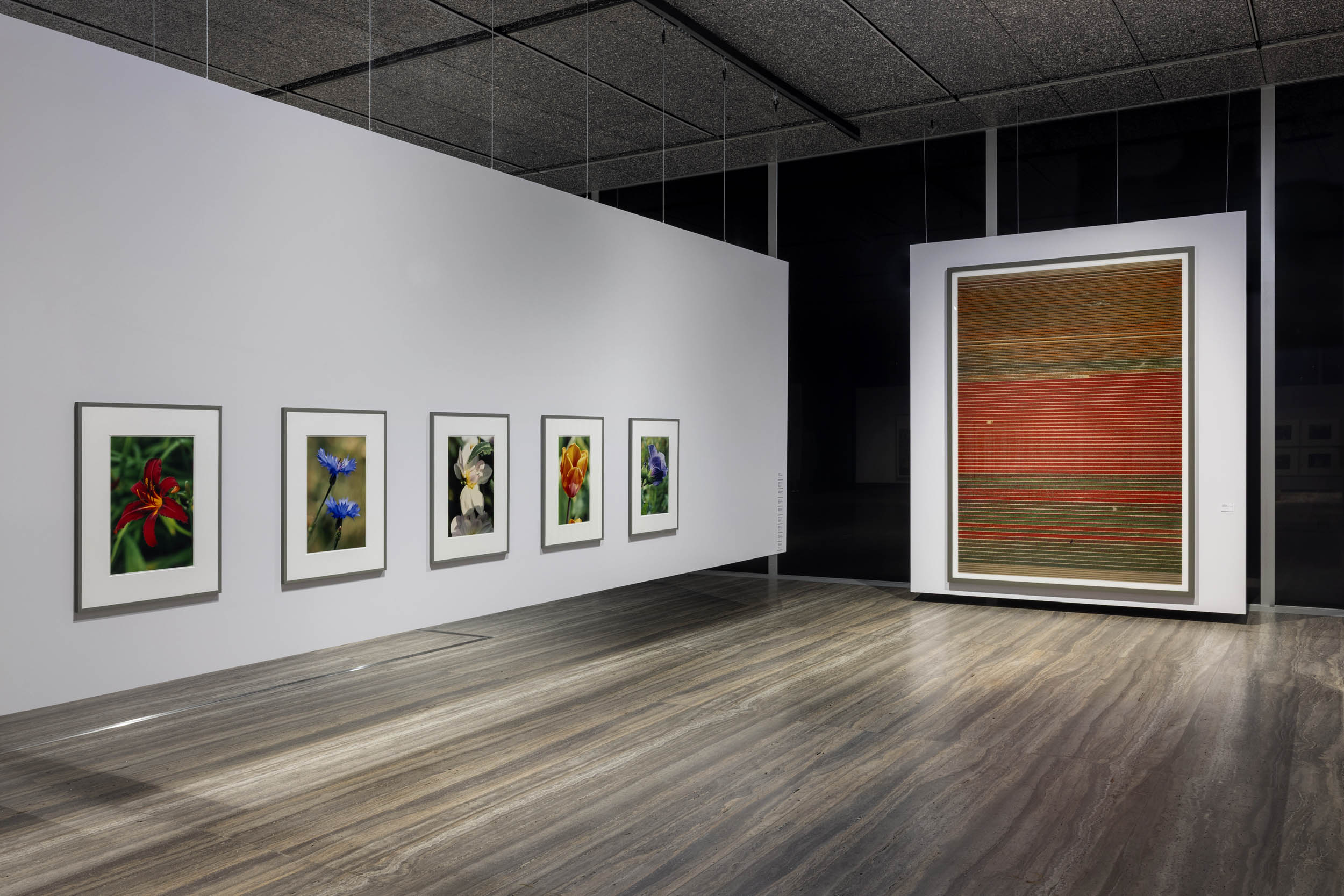 Installation view of the exhibition 'Typologien: Photography in 20th-century Germany' at Fondazione Prada, Milan showing at left, flower photographs by Thomas Struth; and at right, Andreas Gursky's 'Untitled XVIII' 2015 Installation view of the exhibition 'Typologien: Photography in 20th-century Germany' at Fondazione Prada, Milan showing at left, flower photographs by Thomas Struth; and at right, Andreas Gursky's 'Untitled XVIII' 2015