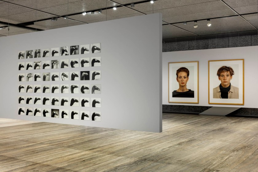 Installation view of the exhibition 'Typologien: Photography in 20th-century Germany' at Fondazione Prada, Milan showing at left, Jochen Lempert's 'The Skins of Alca Impennis' 1992-2022; and at right, Thomas Ruff's 'Portrait of Pia Stadtbäumer' and 'Portrait of Simone Buch' both 1988