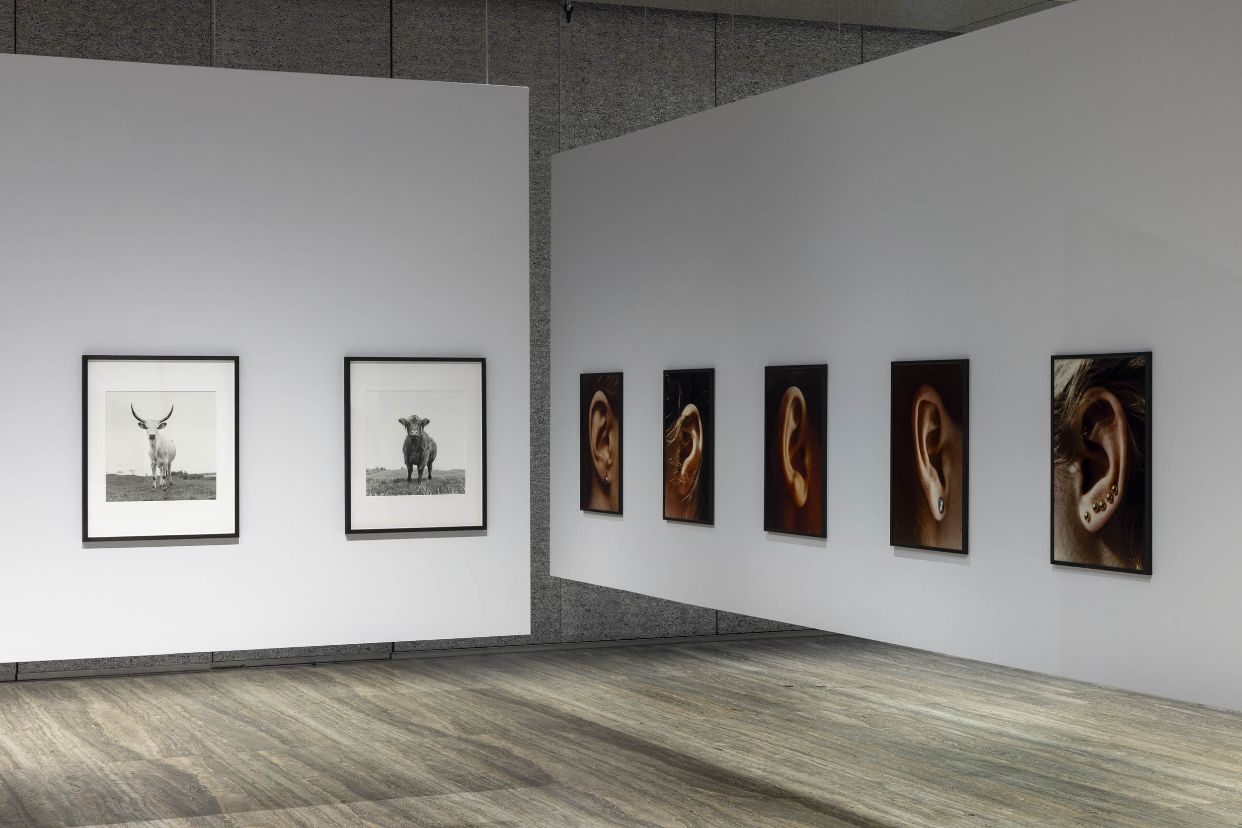 Installation view of the exhibition 'Typologien: Photography in 20th-century Germany' at Fondazione Prada, Milan showing at left, the work of Ursula Böhmer and her series 'All Ladies – Cows in Europe', 1998-2011; and at right, the work of Isa Genzken and her series 'Ohr', 1980 Installation view of the exhibition 'Typologien: Photography in 20th-century Germany' at Fondazione Prada, Milan showing at left, the work of Ursula Böhmer and her series 'All Ladies – Cows in Europe', 1998-2011; and at right, the work of Isa Genzken and her series 'Ohr', 1980