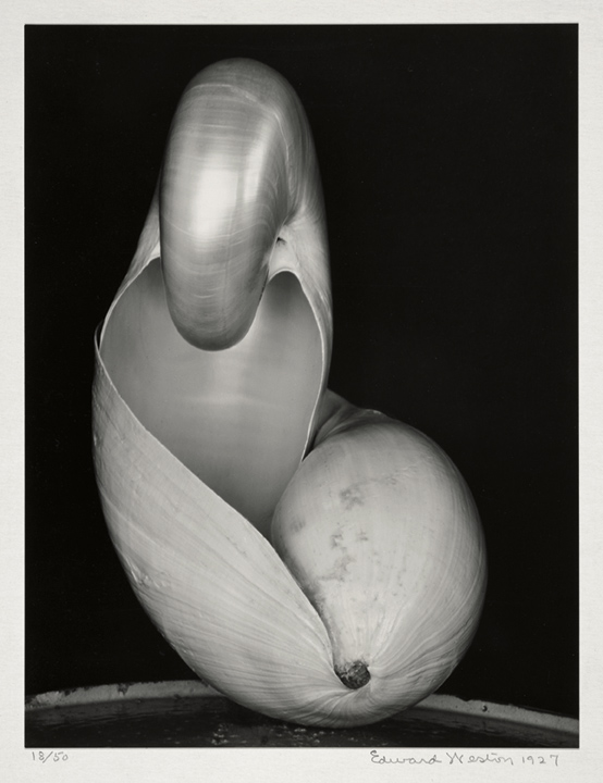 Edward Weston (American, 1886-1958) 'Two Shells' 1927, print about 1933