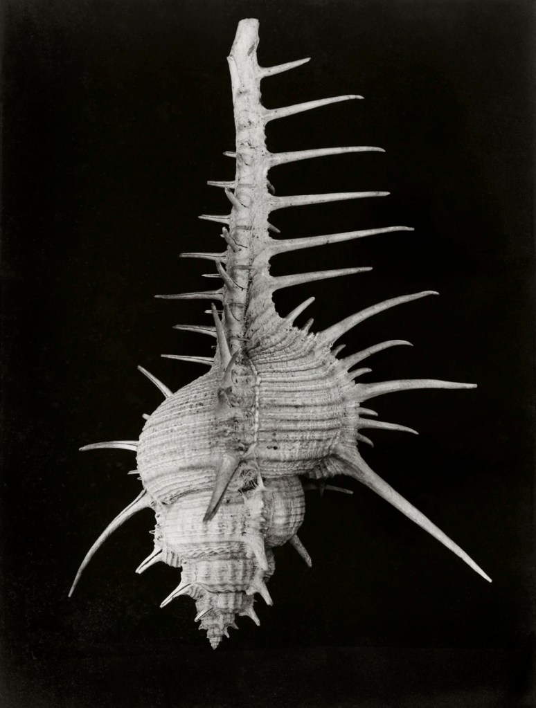 Hilla Becher (German, 1934-2015) 'Meeresschnecke (Venuskamm)' (Sea snail (Venus comb)) 1960s Hilla Becher (German, 1934-2015) 'Meeresschnecke (Venuskamm)' (Sea snail (Venus comb)) 1960s